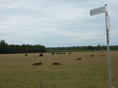 Zum See hier links - einer der neuen Wegweiser an der Hollerner Straße